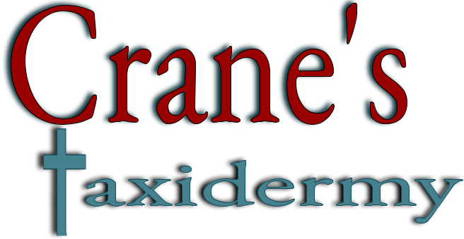 Crane's Taxidermy